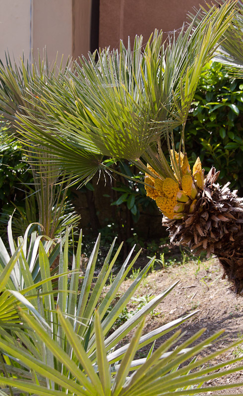 06 canon Moltepuciano (5)